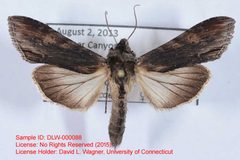 Cucullia eucaena by no rights reserved, uploaded by Andreas Manz. Used under a CC0 license.