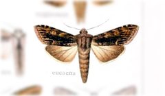 Cucullia eucaena by no rights reserved, uploaded by Andreas Manz. Used under a CC0 license.
