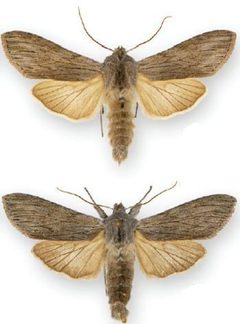 Cucullia intermedia by (c) Handfield L, Handfield D, some rights reserved (CC BY). Used under a CC-BY license.