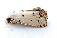 Grotella soror by (c) jimeckert49, some rights reserved (CC BY). Used under a CC-BY license.