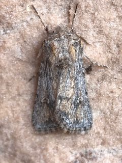 Eucoptocnemis dollii by no rights reserved, uploaded by Robbie Hannawacker. Used under a CC0 license.