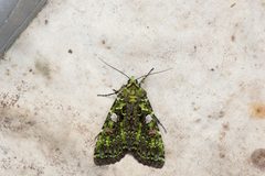 Anaplectoides by (c) Licheng Shih, some rights reserved (CC BY), uploaded by Licheng Shih. Used under a CC-BY license.