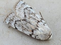 Anicla tepperi by (c) Doug Macaulay, some rights reserved (CC BY), uploaded by Doug Macaulay. Used under a CC-BY license.