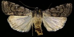 Anicla tepperi by (c) Doug Macaulay, some rights reserved (CC BY), uploaded by Doug Macaulay. Used under a CC-BY license.