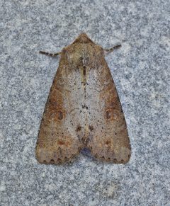 Apamea alia by (c) brendanboyd, some rights reserved (CC BY). Used under a CC-BY license.