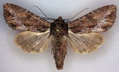 Apamea antennata by (c) Dave, some rights reserved (CC BY), uploaded by Dave. Used under a CC-BY license.