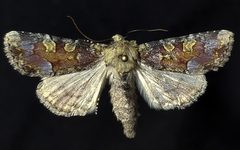 Oligia rampartensis by (c) Doug Macaulay, some rights reserved (CC BY), uploaded by Doug Macaulay. Used under a CC-BY license.