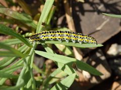 Calophasia lunula by no rights reserved, uploaded by Allan Harris. Used under a CC0 license.