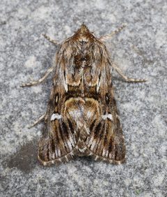 Calophasia lunula by (c) brendanboyd, some rights reserved (CC BY). Used under a CC-BY license.