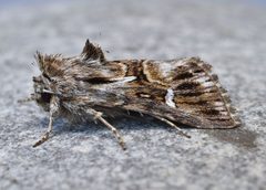Calophasia lunula by (c) brendanboyd, some rights reserved (CC BY). Used under a CC-BY license.