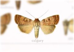 Diarsia calgary by no rights reserved, uploaded by Andreas Manz. Used under a CC0 license.