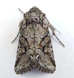 Lacinipolia rodora by (c) jimeckert49, some rights reserved (CC BY). Used under a CC-BY license.