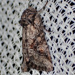 Lacinipolia rodora by (c) Sue Carnahan, some rights reserved (CC BY), uploaded by Sue Carnahan. Used under a CC-BY license.