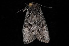 Lacinipolia vicina by (c) Jeremy deWaard. University of British Columbia., some rights reserved (CC BY). Used under a CC-BY license.