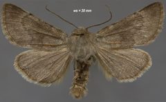 Lasionycta uniformis by (c) Doug Macaulay, some rights reserved (CC BY), uploaded by Doug Macaulay. Used under a CC-BY license.