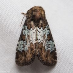 Euamiana contrasta by (c) Ken-ichi Ueda, some rights reserved (CC BY), uploaded by Ken-ichi Ueda. Used under a CC-BY license.