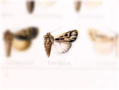 Euxoa flavidens by no rights reserved, uploaded by Andreas Manz. Used under a CC0 license.