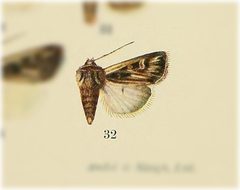 Euxoa flavidens by no rights reserved, uploaded by Andreas Manz. Used under a CC0 license.