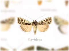 Euxoa flavidens by no rights reserved, uploaded by Andreas Manz. Used under a CC0 license.