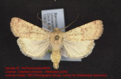 Euxoa lineifrons by no rights reserved, uploaded by Andreas Manz. Used under a CC0 license.