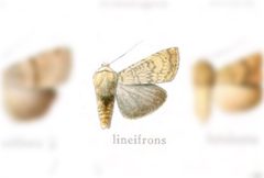 Euxoa lineifrons by no rights reserved, uploaded by Andreas Manz. Used under a CC0 license.