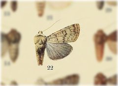 Euxoa lineifrons by no rights reserved, uploaded by Andreas Manz. Used under a CC0 license.