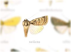 Euxoa satiens by no rights reserved, uploaded by Andreas Manz. Used under a CC0 license.