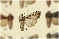 Euxoa silens by no rights reserved, uploaded by Andreas Manz. Used under a CC0 license.