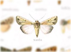 Euxoa xasta by no rights reserved, uploaded by Andreas Manz. Used under a CC0 license.