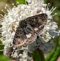 Anarta nigrolunata by no rights reserved, uploaded by Ben Keen. Used under a CC0 license.