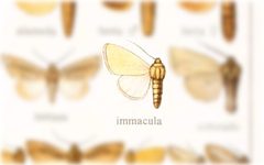 Sparkia immacula by no rights reserved, uploaded by Andreas Manz. Used under a CC0 license.