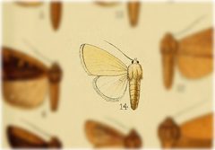Sparkia immacula by no rights reserved, uploaded by Andreas Manz. Used under a CC0 license.