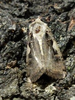 Xestia c-nigrum by (c) SteveM4560, some rights reserved (CC BY), uploaded by SteveM4560. Used under a CC-BY license.