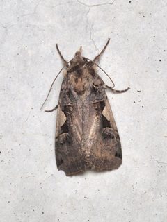 Xestia c-nigrum by (c) Cosimo Costanzia di Costigliole, some rights reserved (CC BY), uploaded by Cosimo Costanzia di Costigliole. Used under a CC-BY license.