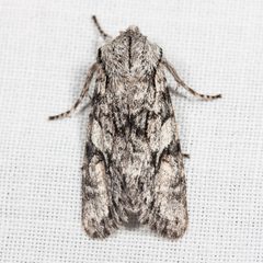 Egira simplex by (c) Ken-ichi Ueda, some rights reserved (CC BY), uploaded by Ken-ichi Ueda. Used under a CC-BY license.