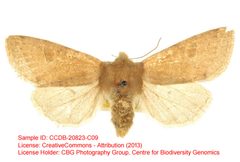 Orthosia flaviannula by no rights reserved, uploaded by Andreas Manz. Used under a CC0 license.