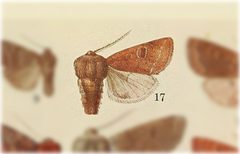 Orthosia flaviannula by no rights reserved, uploaded by Andreas Manz. Used under a CC0 license.