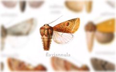 Orthosia flaviannula by no rights reserved, uploaded by Andreas Manz. Used under a CC0 license.