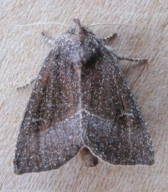Papaipema silphii by no rights reserved, uploaded by Matt Kenne. Used under a CC0 license.