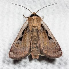 Parabagrotis formalis by (c) Ken-ichi Ueda, some rights reserved (CC BY). Used under a CC-BY license.