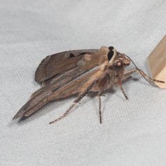Parabagrotis formalis by (c) Ken-ichi Ueda, some rights reserved (CC BY). Used under a CC-BY license.