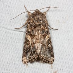 Spodoptera praefica by (c) Ken-ichi Ueda, some rights reserved (CC BY). Used under a CC-BY license.