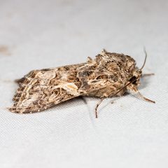 Spodoptera praefica by (c) Ken-ichi Ueda, some rights reserved (CC BY). Used under a CC-BY license.