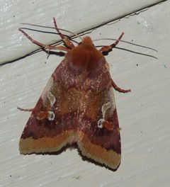 Agrochola pulchella by (c) David Anderson, some rights reserved (CC BY). Used under a CC-BY license.