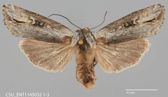 Xylena brucei by (c) Colin Croft, some rights reserved (CC BY), uploaded by Colin Croft. Used under a CC-BY license.