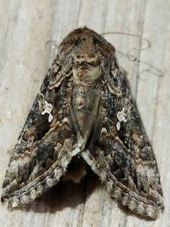 Trichoplusia by (c) SteveM4560, some rights reserved (CC BY), uploaded by SteveM4560. Used under a CC-BY license.