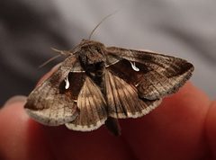 Anagrapha falcifera by (c) Colin Croft, some rights reserved (CC BY), uploaded by Colin Croft. Used under a CC-BY license.