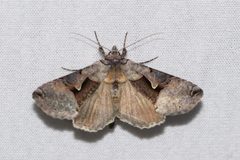 Autographa ampla by (c) Owen Strickland, some rights reserved (CC BY), uploaded by Owen Strickland. Used under a CC-BY license.