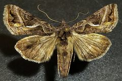 Autographa flagellum by (c) Doug Macaulay, some rights reserved (CC BY), uploaded by Doug Macaulay. Used under a CC-BY license.