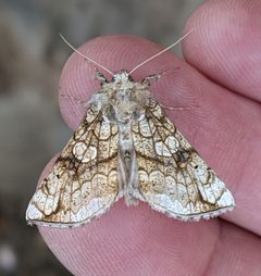 Polychrysia esmeralda by no rights reserved, uploaded by Ben Keen. Used under a CC0 license.